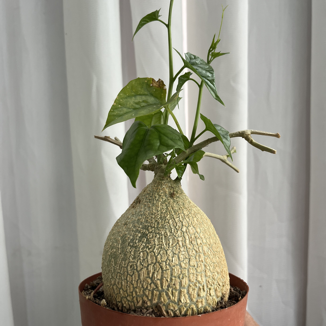 睡布袋睡布袋大老桩钱袋子球状块根趣味爬藤多肉植物盆栽