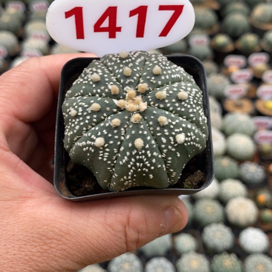 1417海星超兜福利