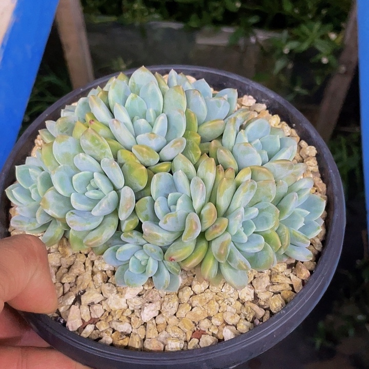 冰橙哦哦哦哦哦哦哦