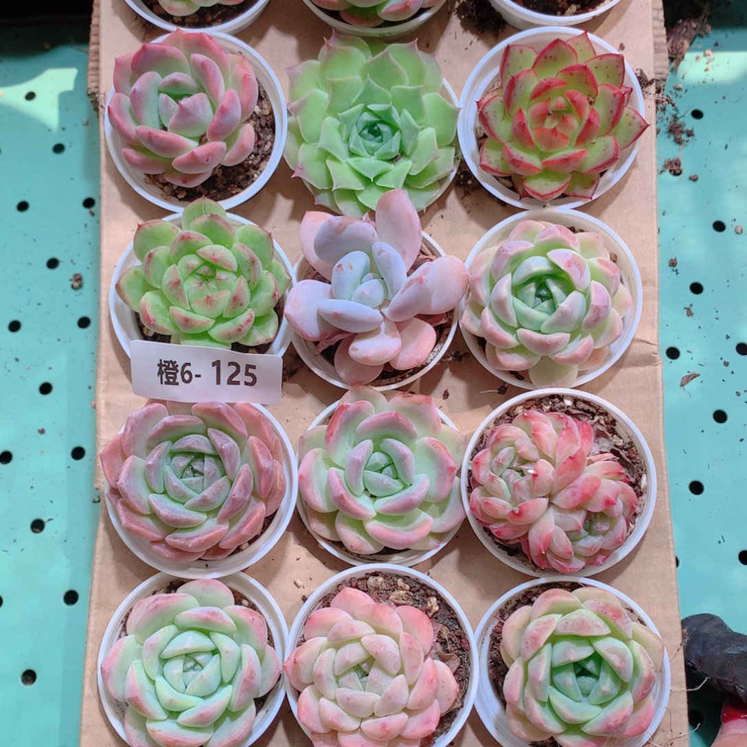 6-125一物一拍带盆18颗