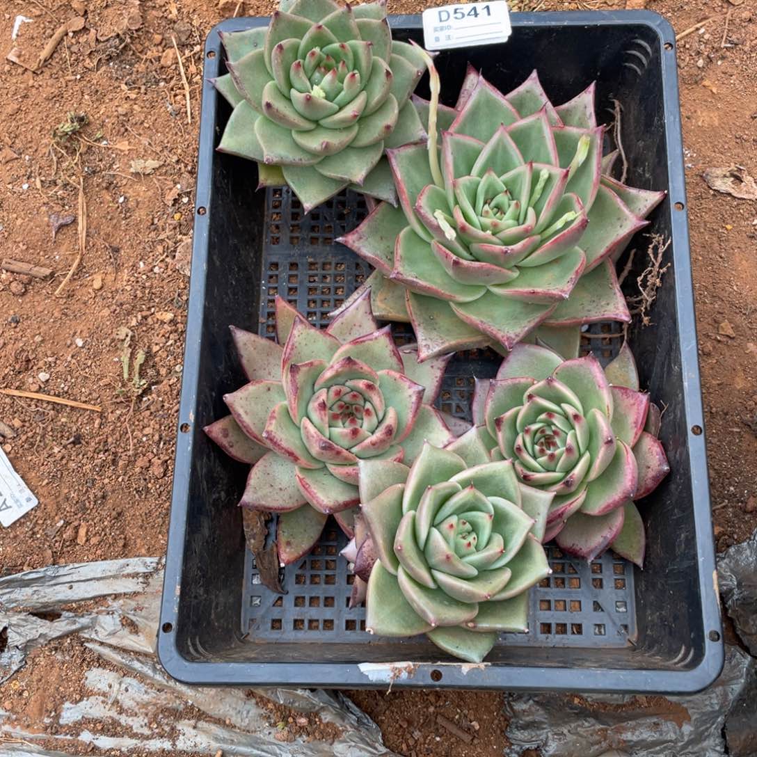 无花朵若如东云单拍D541