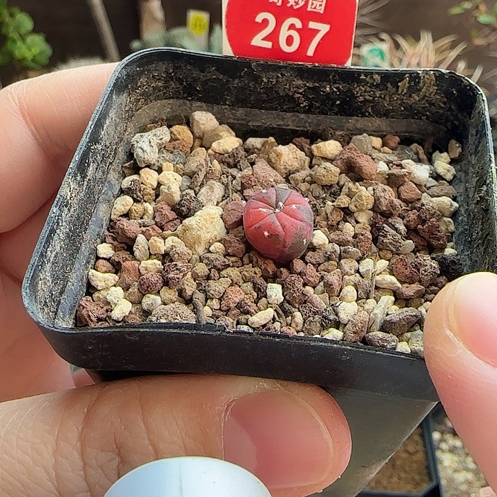 实生红兜锦一颗36885