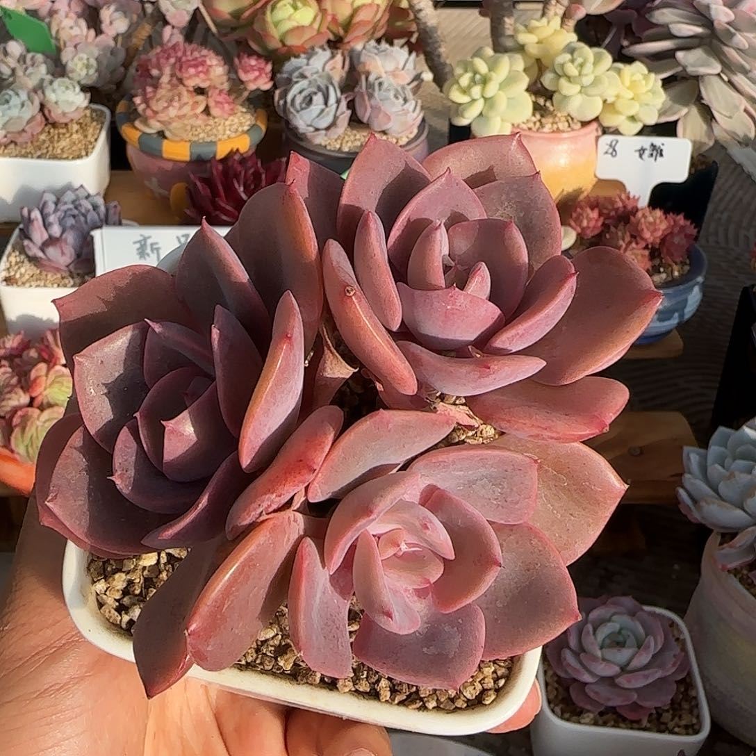 尘埃玫瑰不带盆土发货