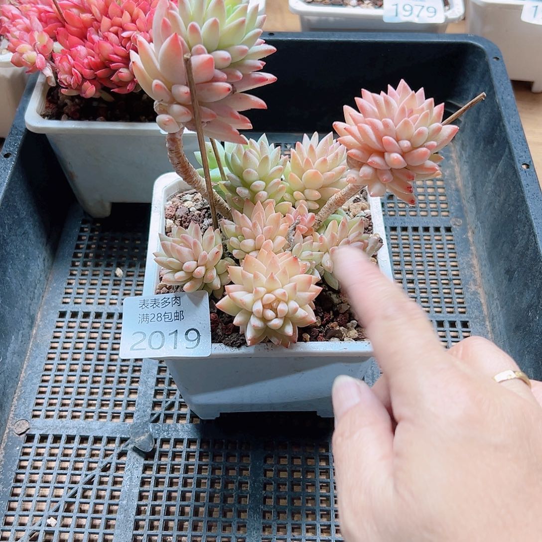 多肉一物＿拍2019