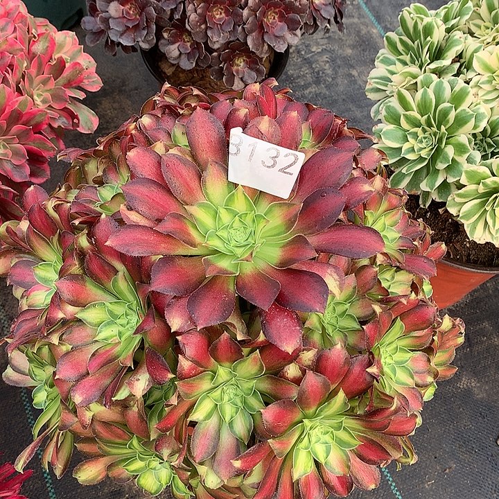 132.韶华多肉植物