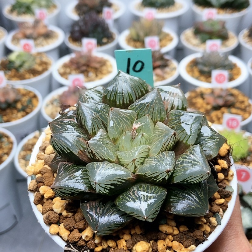 【闪购商品】汇***暖10玉潭