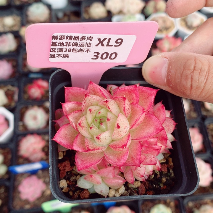 麦秆7cm不包整群