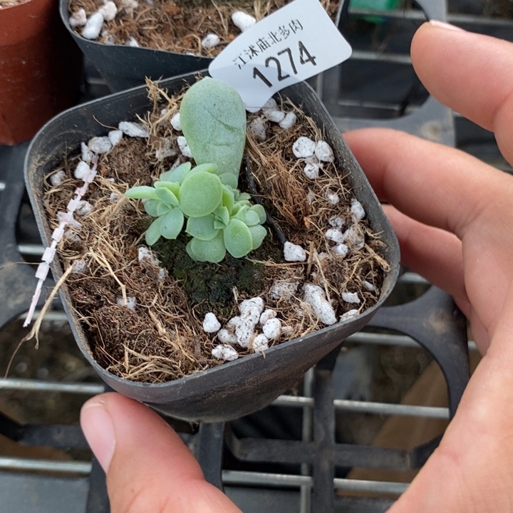 标1274醉红801一个多肉