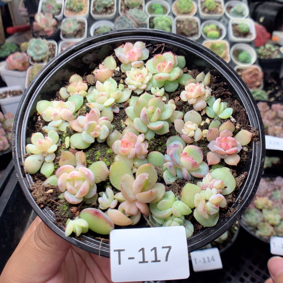 无花朵T117英语英语