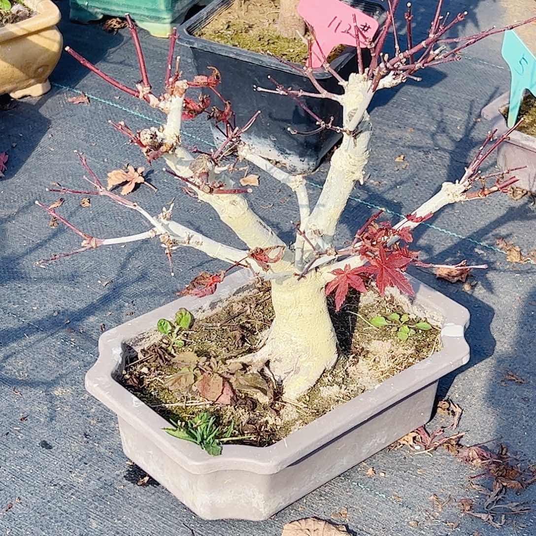 特***D无花朵枫树……枫树