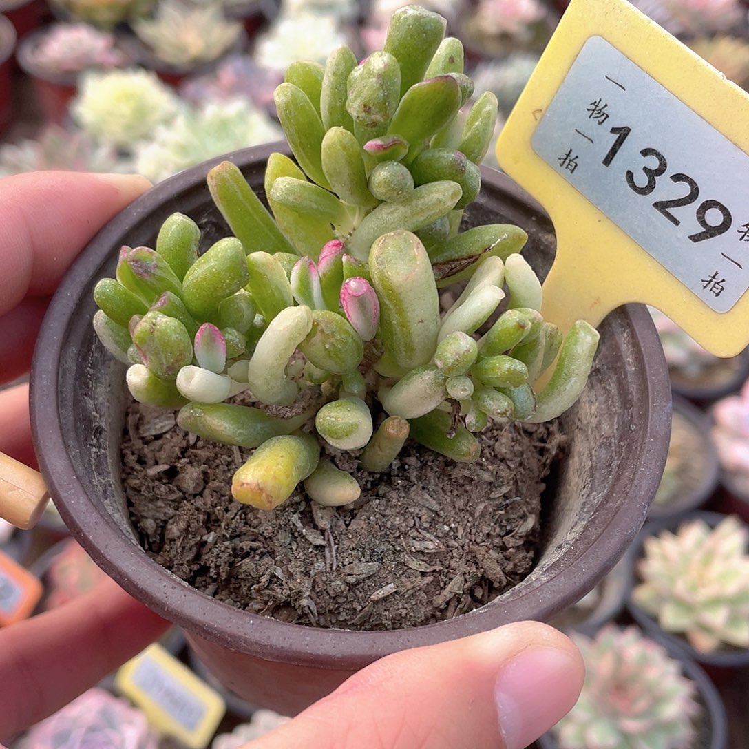 吸米树锦1329号多肉