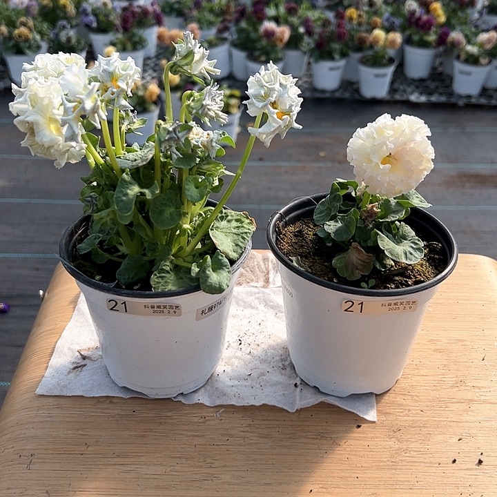 水晶抖音直播闪拍21