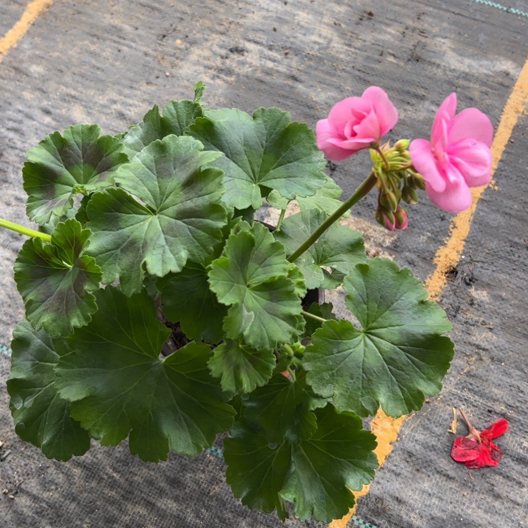 无花朵天竺葵粉色花球一棵