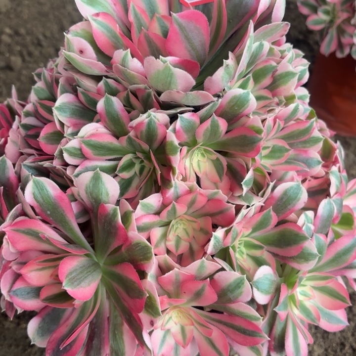 粉女巫法师不包损23