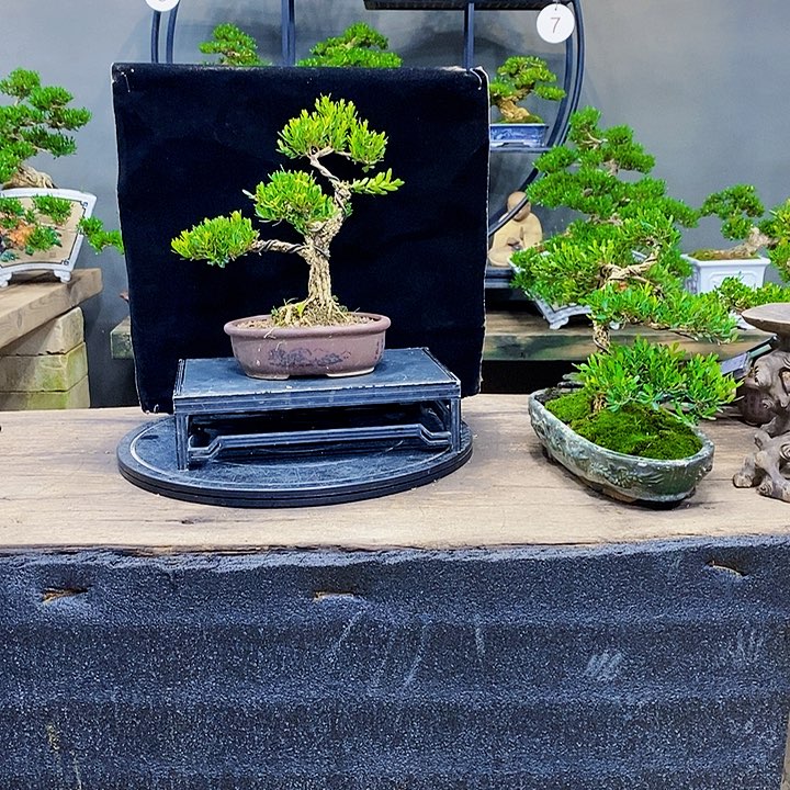 黄杨盆景四季常青不落叶