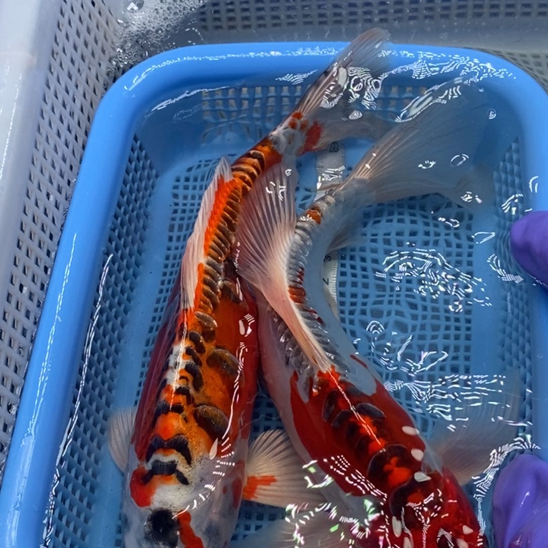 锦鲤冷水锦鲤包邮