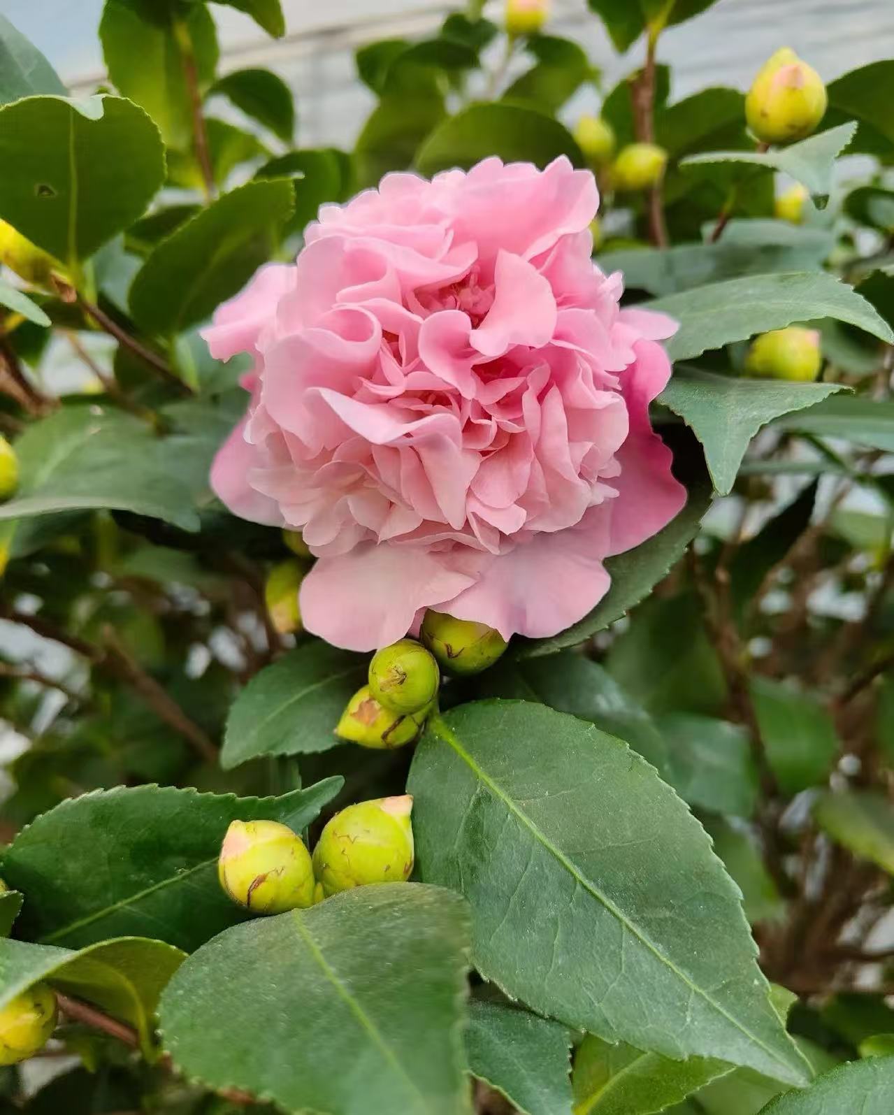 香妃茶花盆栽好养