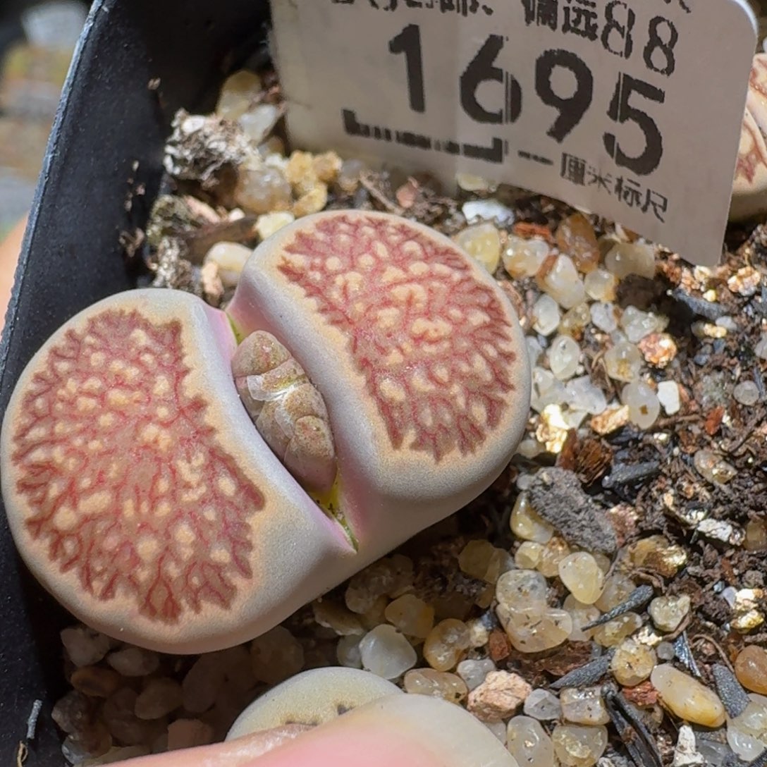 Ssss精品生石花1695