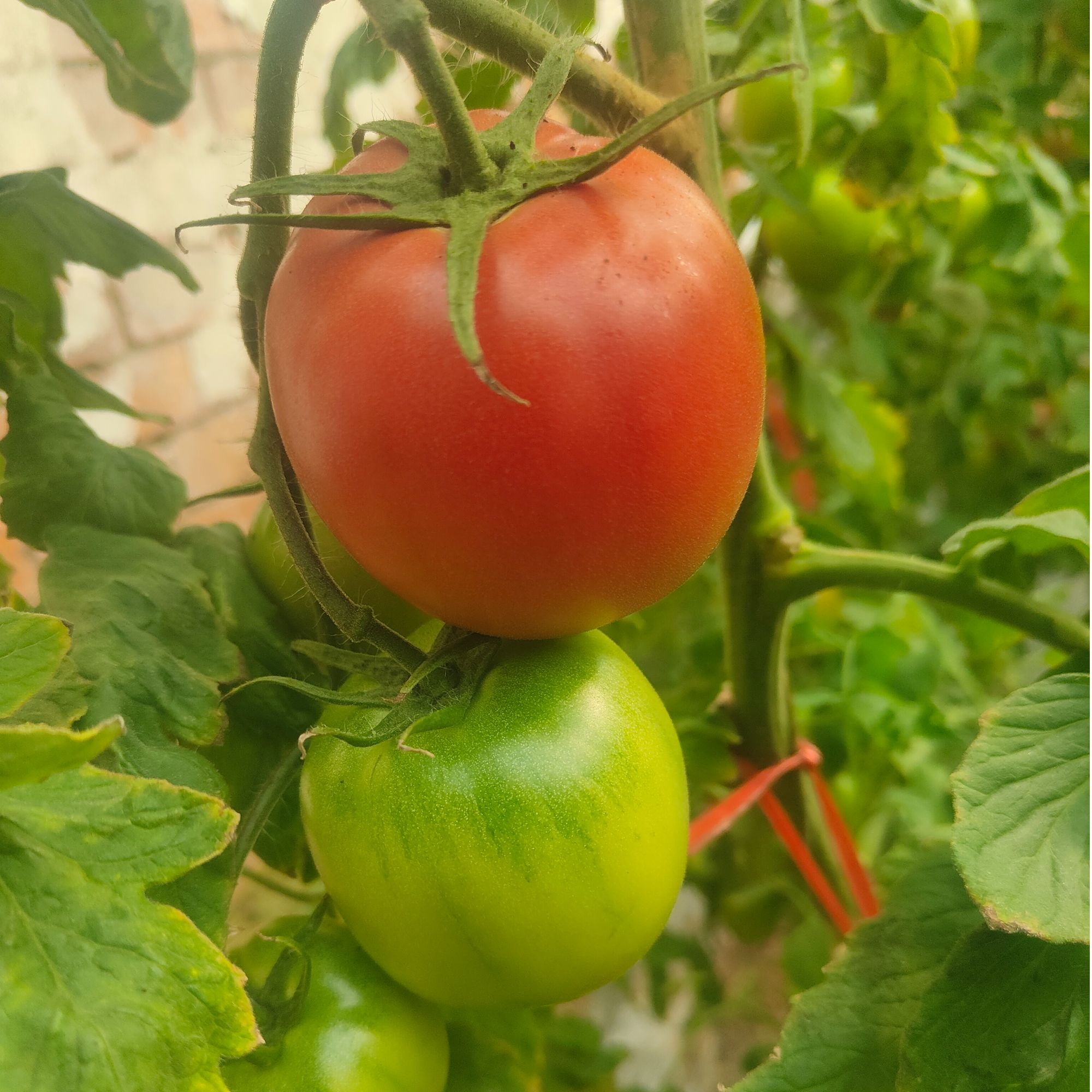 守根家庭农场番茄 水果番茄西红柿顺丰包邮圣女果