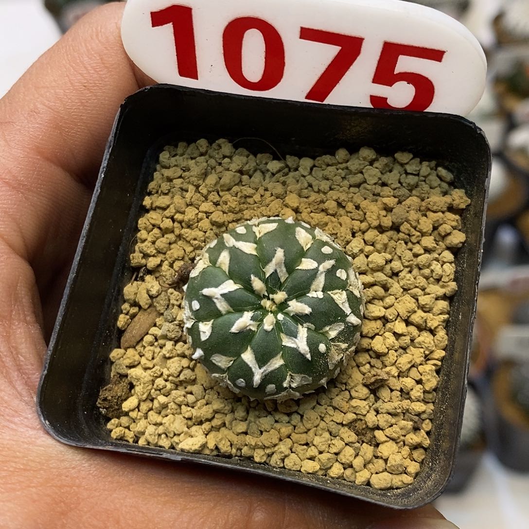 1075福利特价来了哦耶