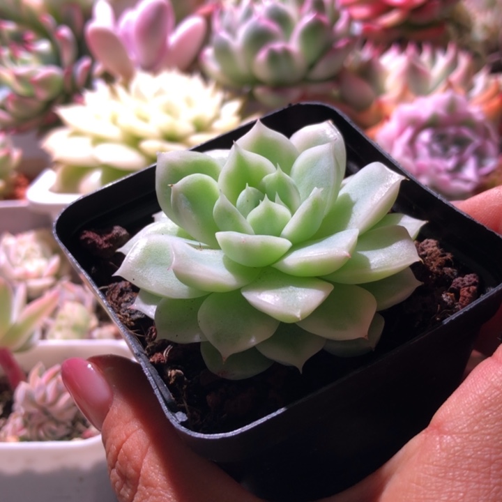 麦秆锦瓷白基因有根