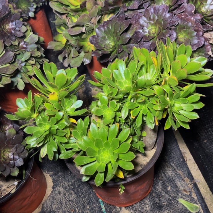 782多肉植物一物一拍