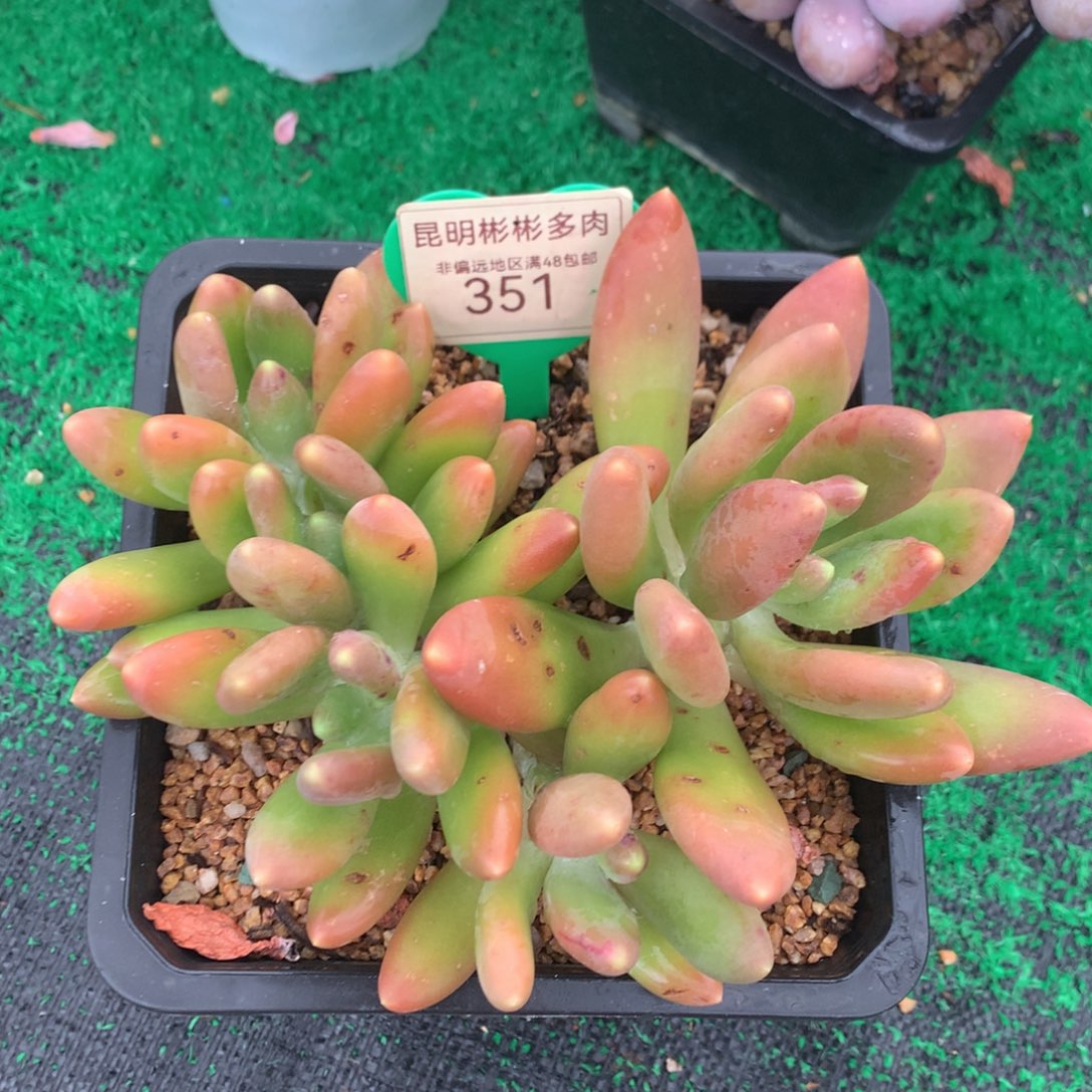 金蝉老桩无砍平头351