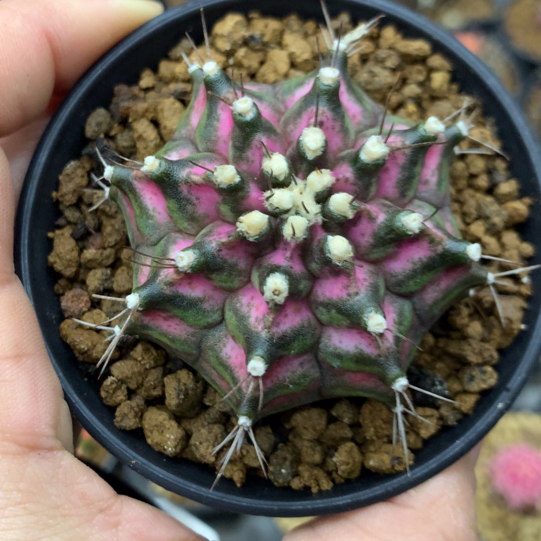 榴*仙人球一物一拍50