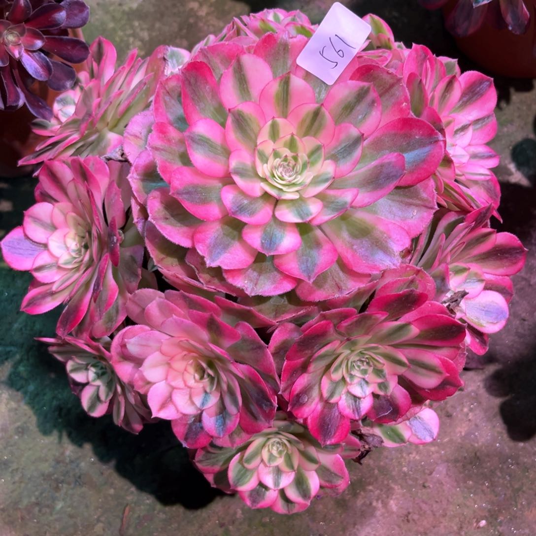 多肉植物倾城561