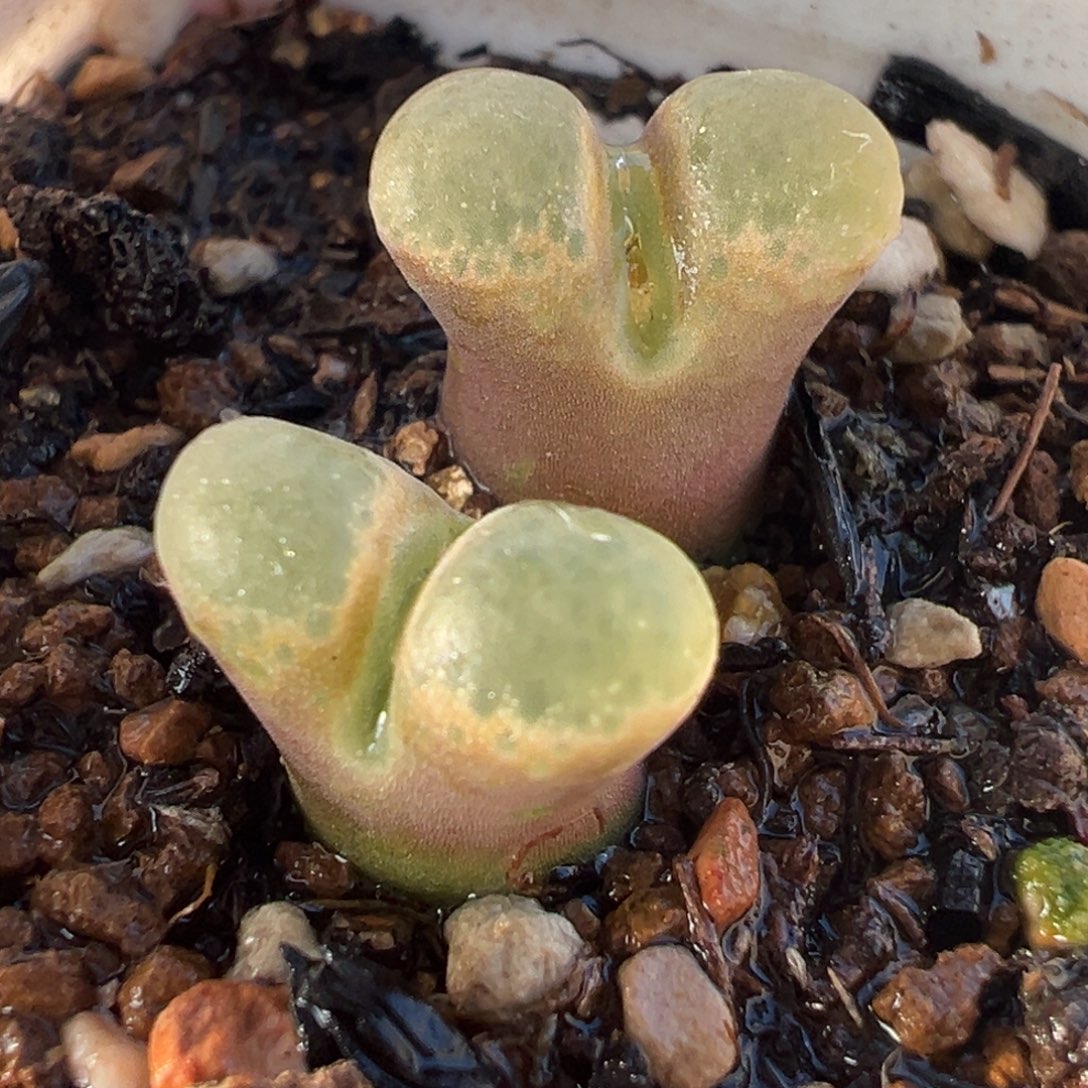 021多肉植物种类多样