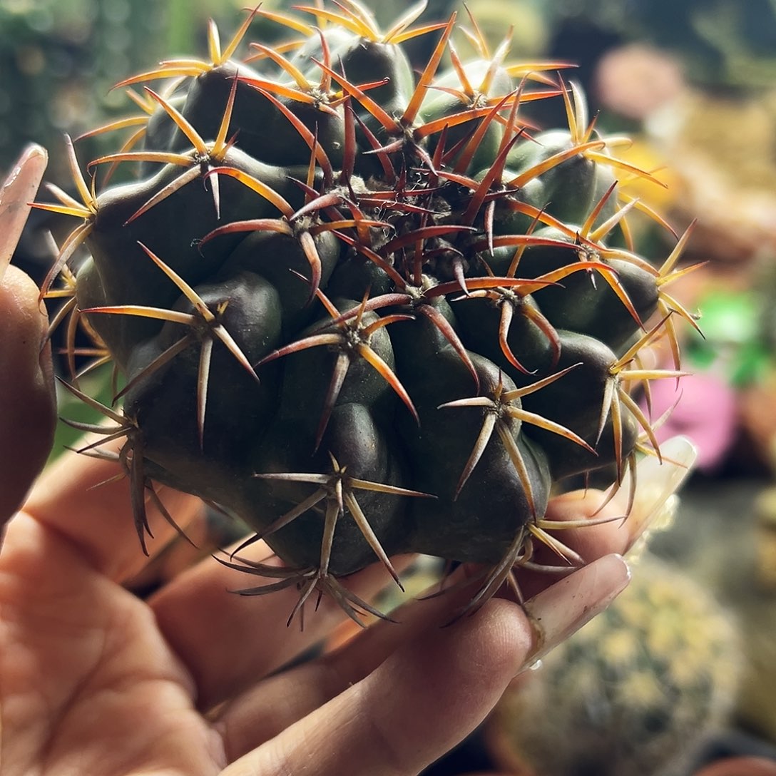 圆盘仙人球11111111