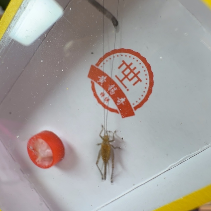 乌金飞机蛉一只合适