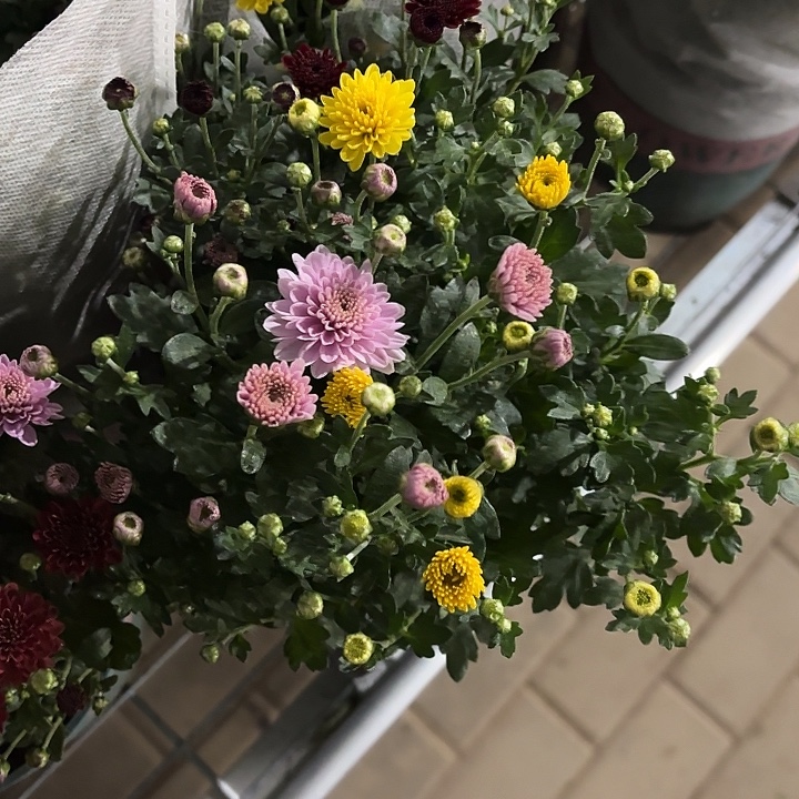 全部花苞球菊加仑盆一盆3色