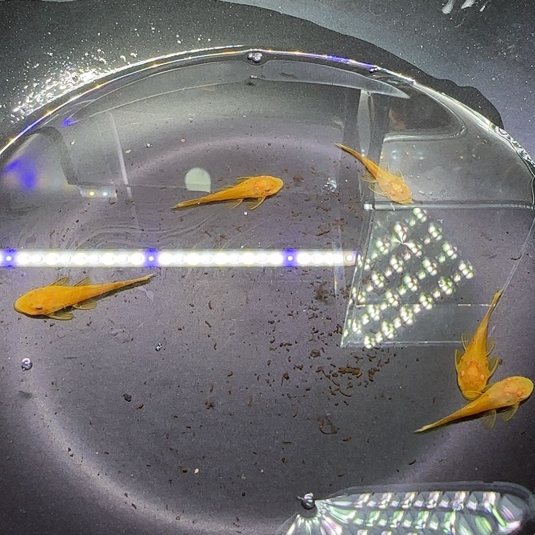 孔雀鱼黄金胡子六条