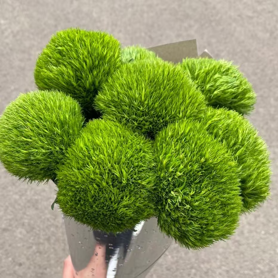 绿毛球1扎  一单顺丰冷链包邮 云南基地直发