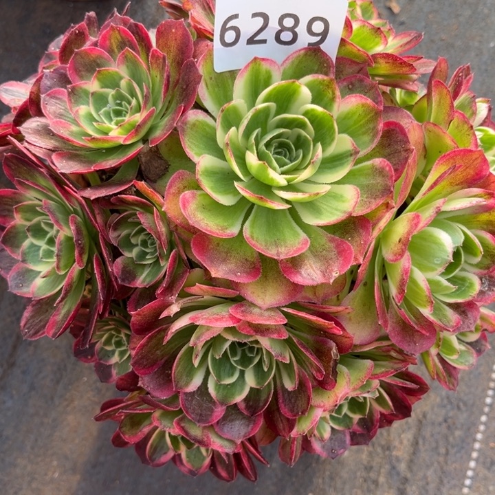 海王特价多肉发货