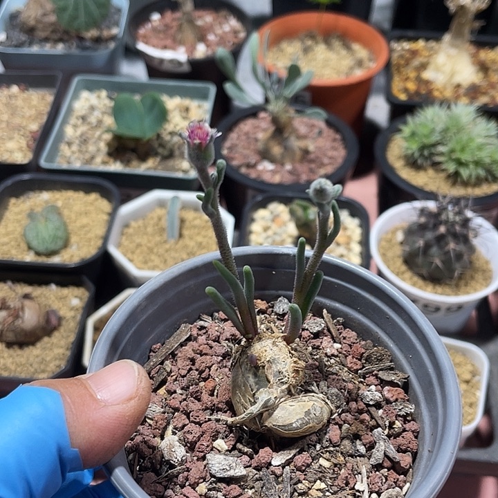 235淡青霜块根植物