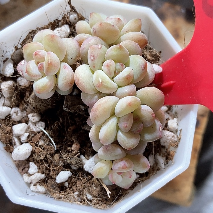 多肉植物阳光玫瑰645