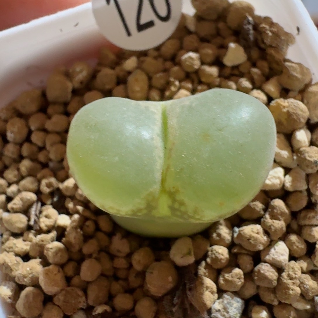 120.......多肉.....