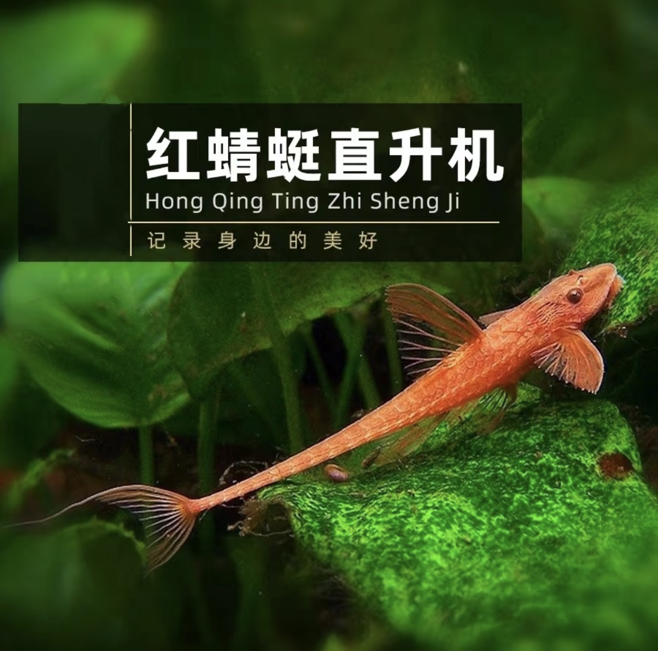 异形鱼·红蜻蜓/黑魔神直升机/皇冠直升机·无开箱不售后入缸不包损