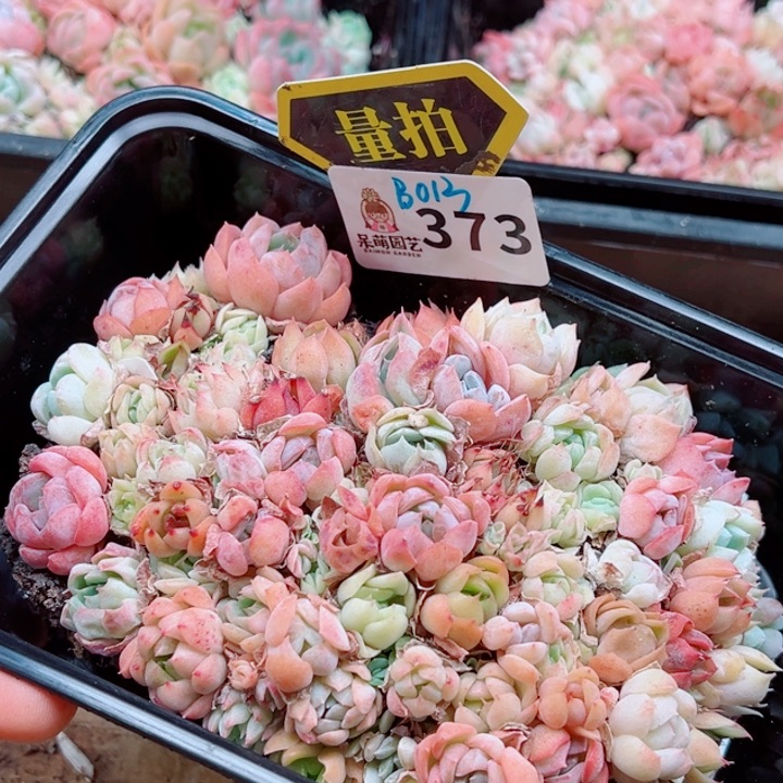 多肉植物多肉植物