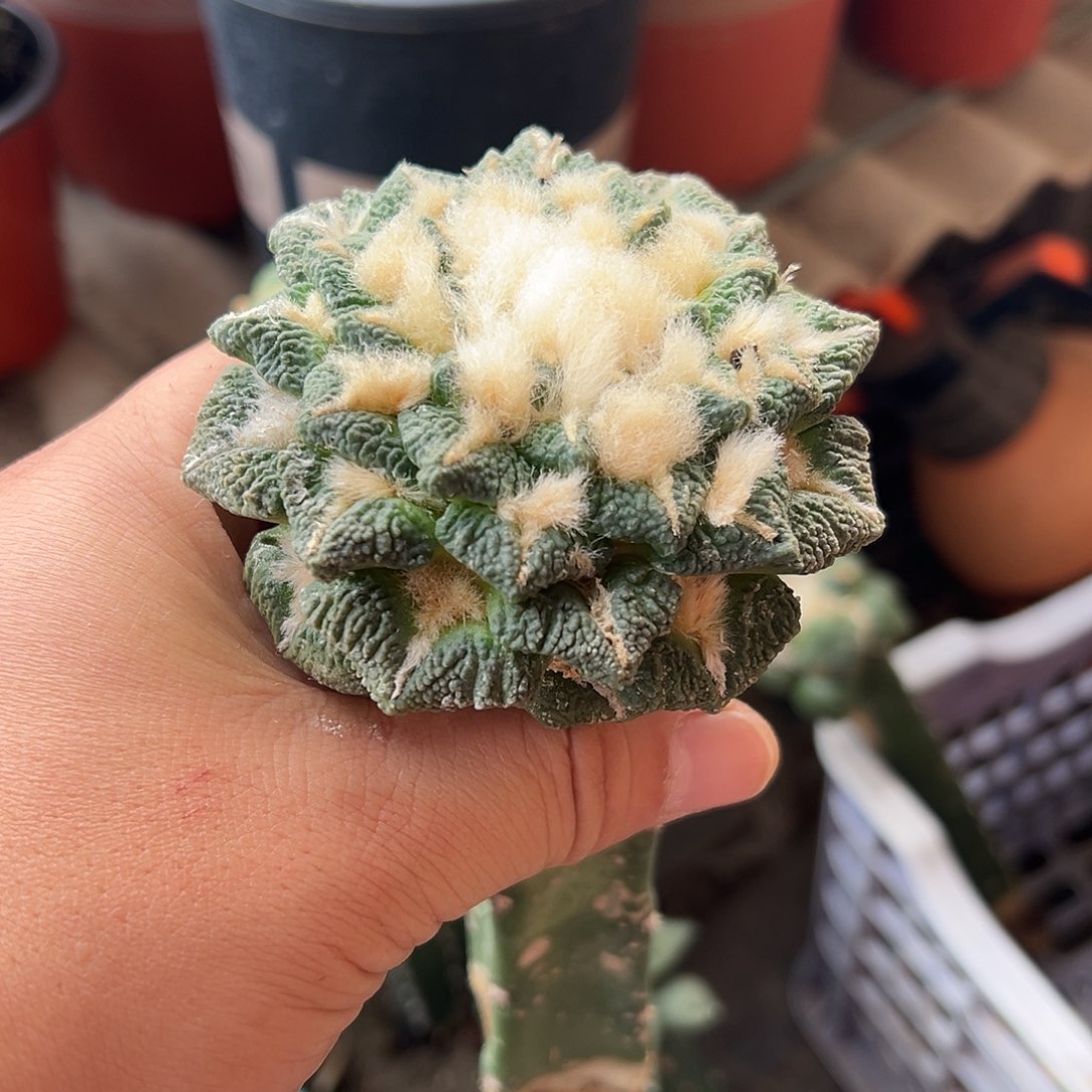 无花朵444大尤黑牡丹mmmm