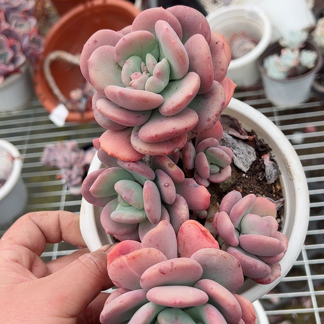 貂蝉大盆石化整桩