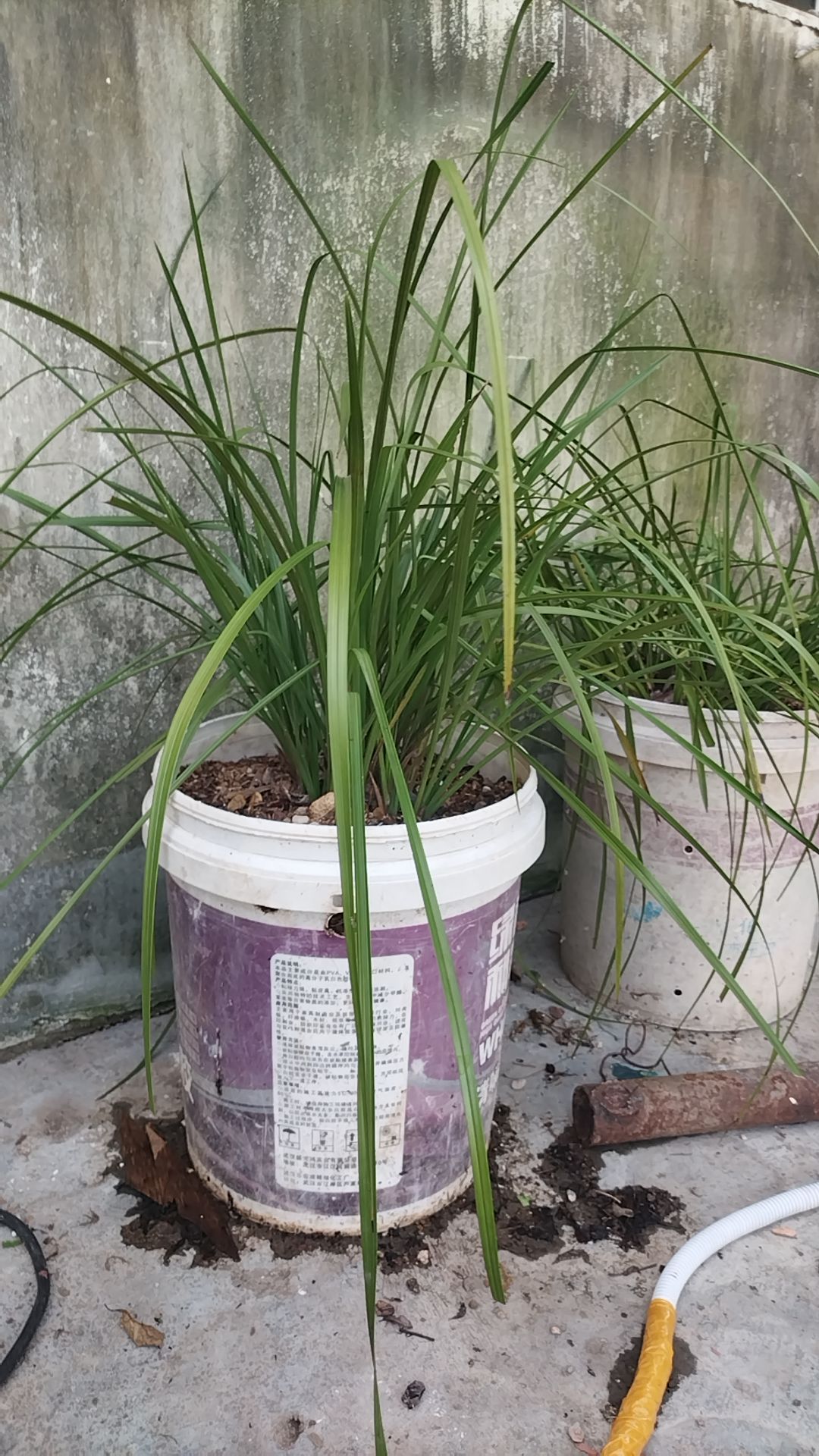 建兰红草红荷浓香四季开花花卉绿植盆栽新手好养兰花盆栽