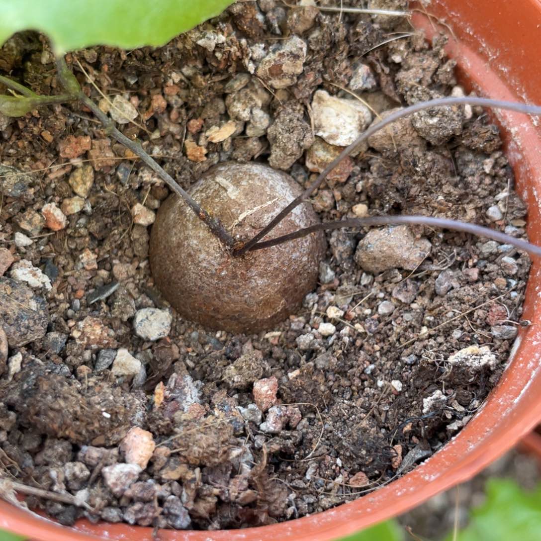 无花朵南非龟甲龙