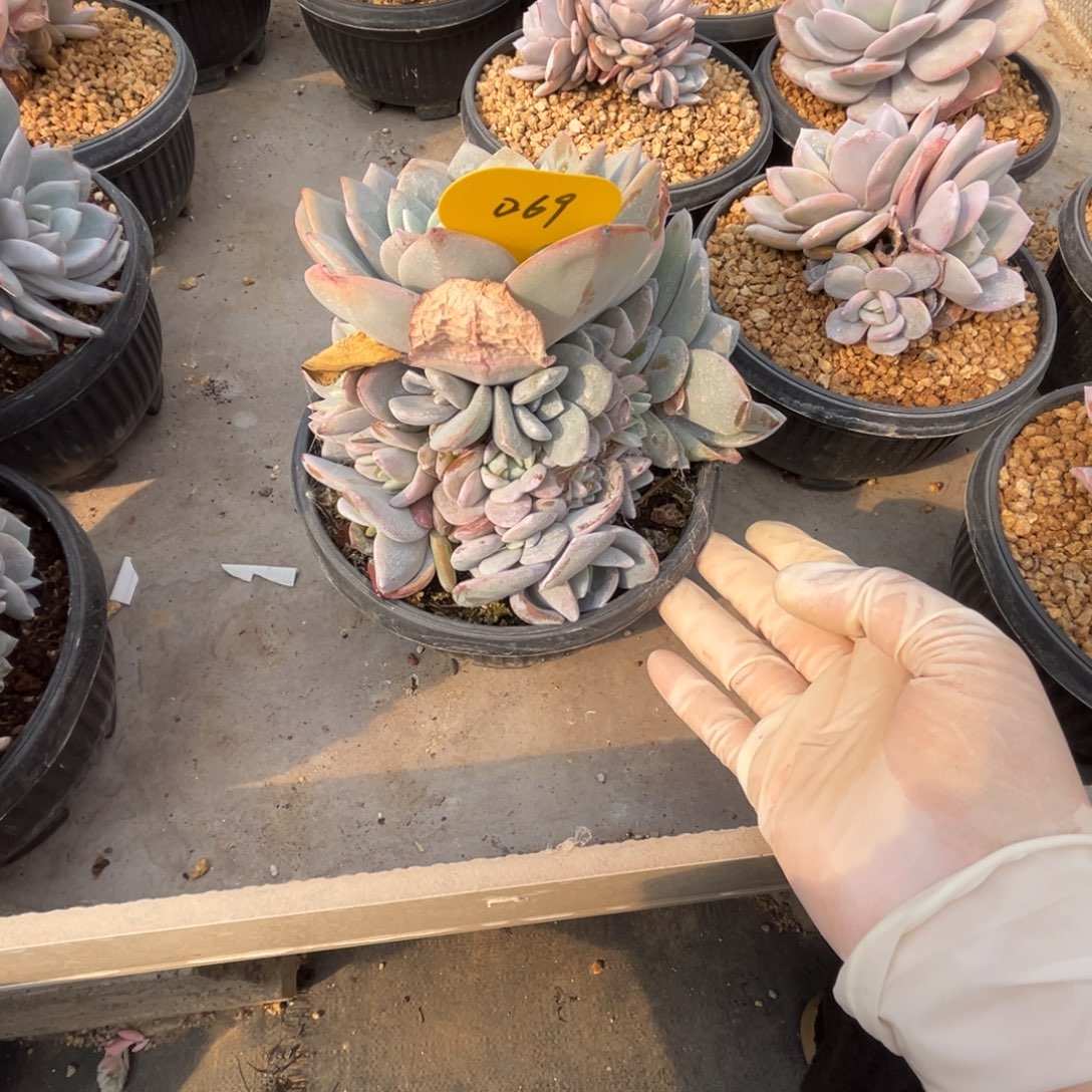 珊***珊d69奶茶群生无砍的