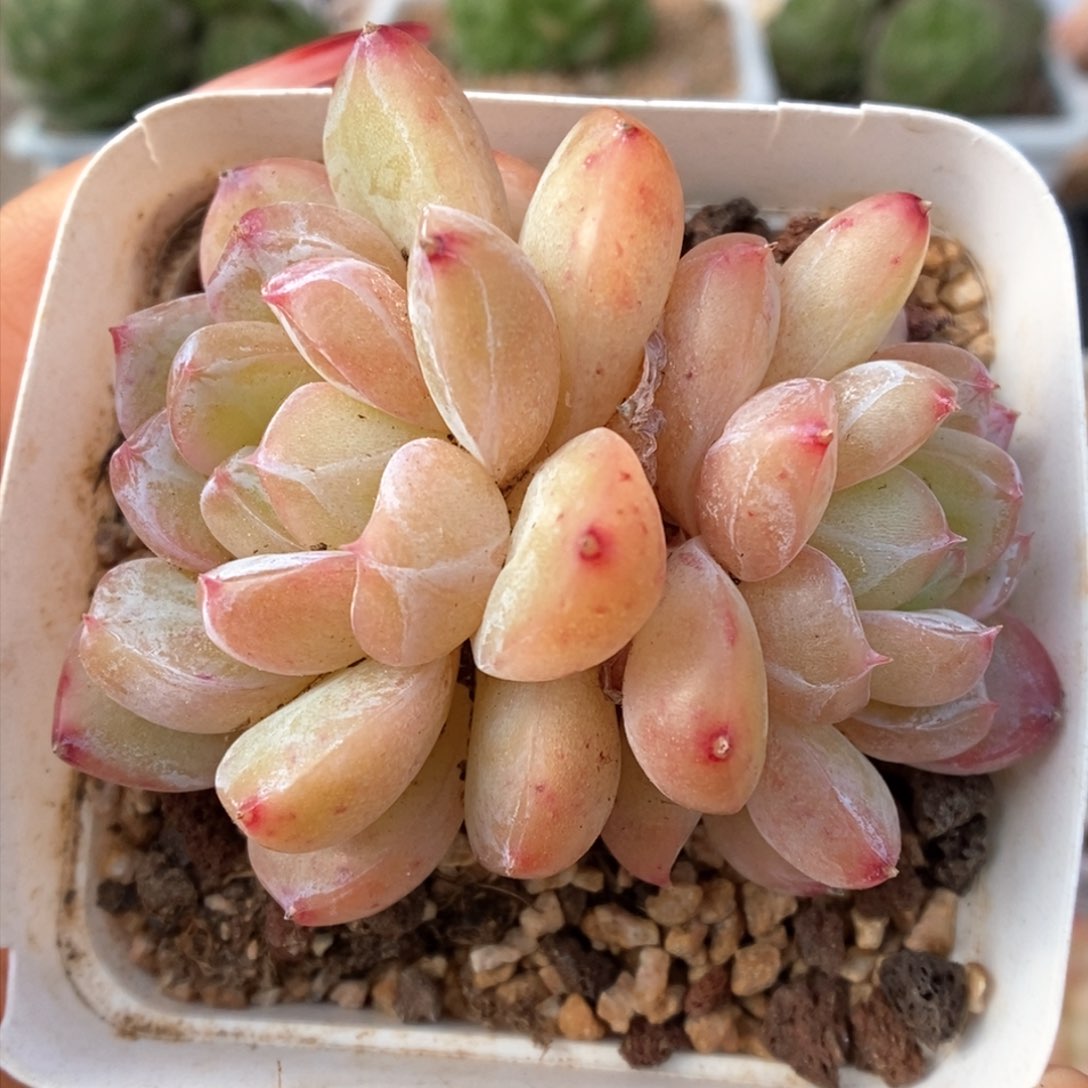 玄机双头可拍748号