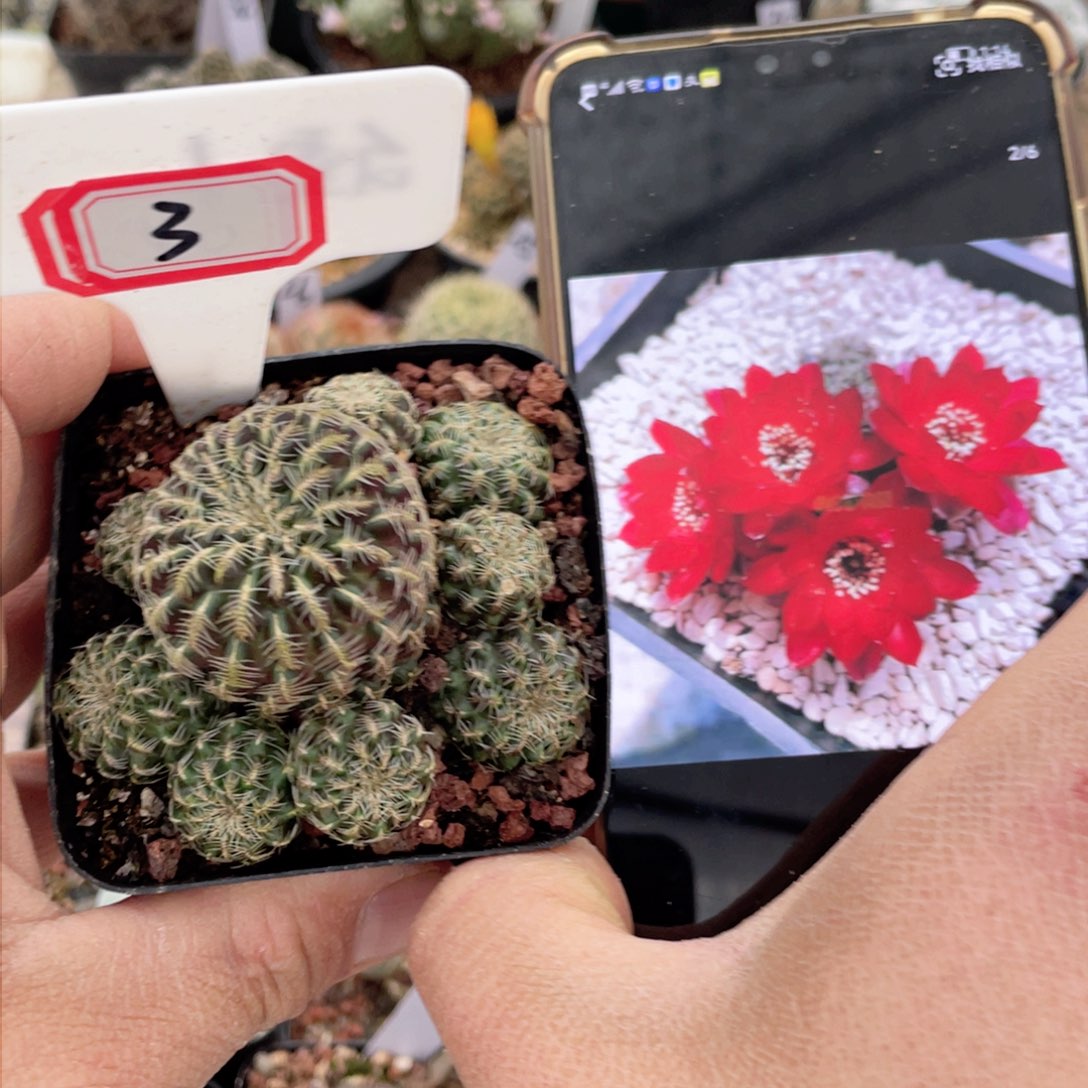 3号vz459群生沟宝山仙人球直径7.2厘米