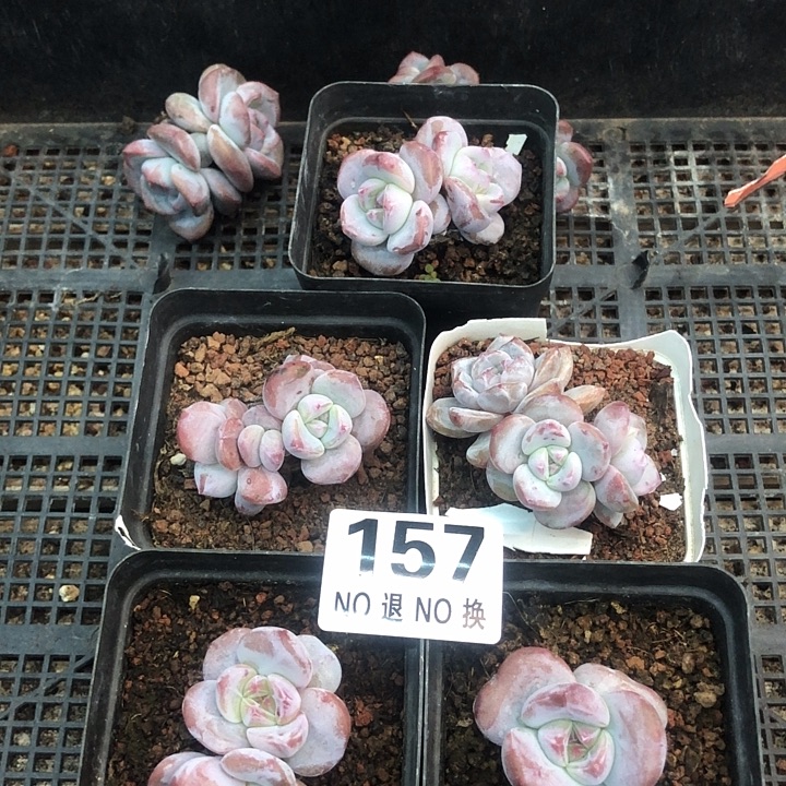 星影石榴籽福利出咯 157