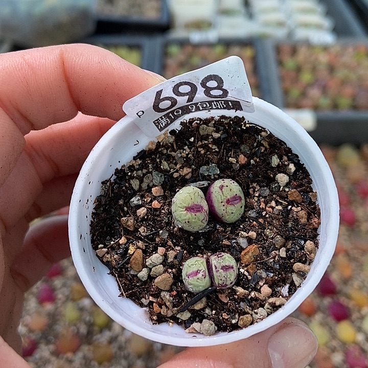 大舅生石花肉锥多肉698